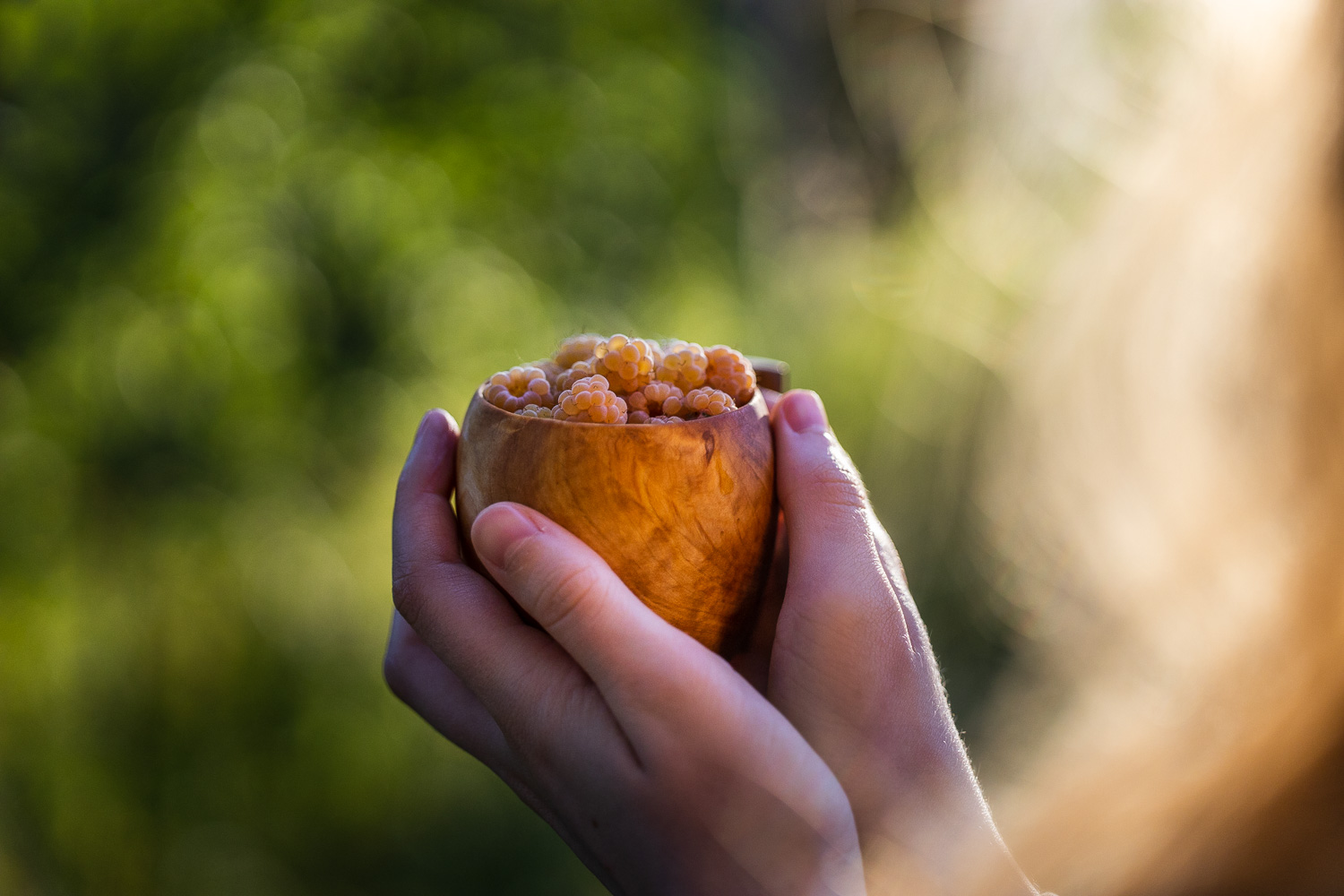 Valkoisia vadelmia kuksassa